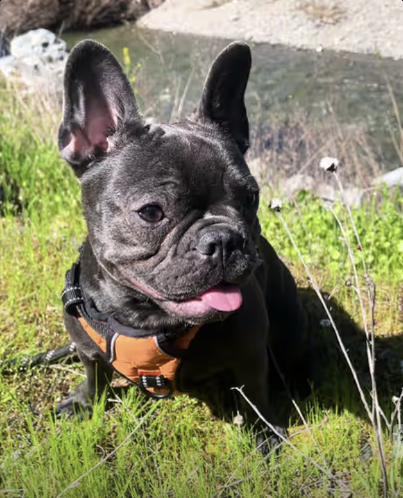 Frenchie Fun in the Sun !
